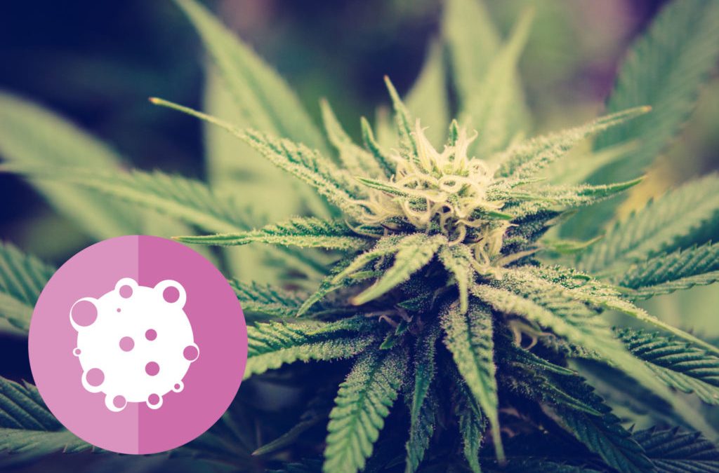 Espressione immunoistochimica dei recettori cannabinoidi in oncologia