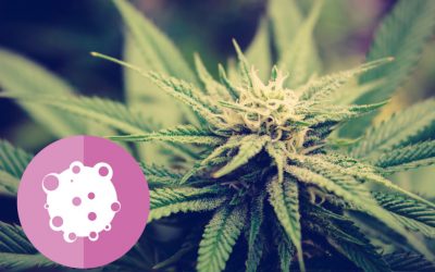 Espressione immunoistochimica dei recettori cannabinoidi in oncologia